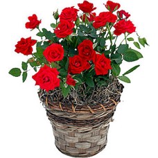 Red bush (Curated)
